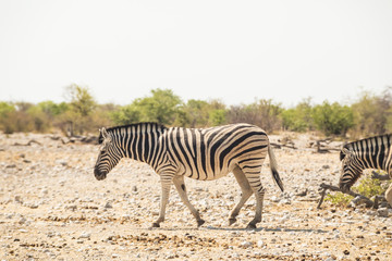 Fototapeta na wymiar Zebra at Etosha national park, Africa.