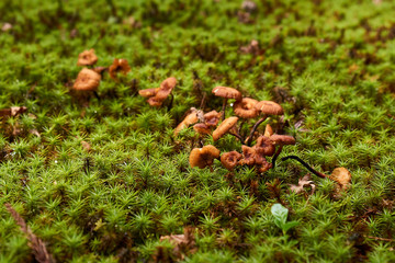 Mushrooms in moss