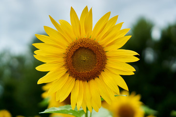 Fototapeta premium Sunflower