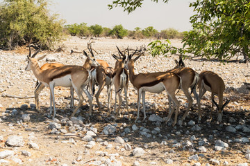 Group of Impalas at Etosha national park, Africa.