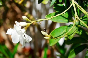 the butterfly and the flower
