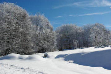  Forest in winter with beech trees, blue sky and white snow.