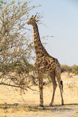Giraffe in the wild.