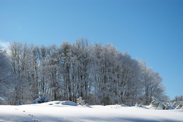 Forest in winter with beech trees, blue sky and white snow