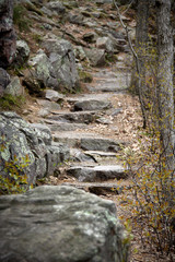 Stone steps on a trail in the forest