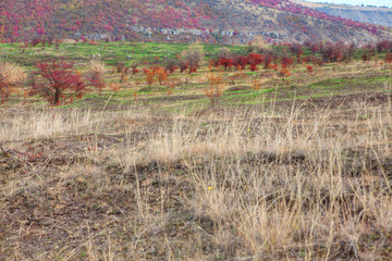autumnal wilderness nature , colorful trees and dry grass
