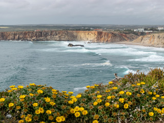 landscape with steep rocky coast and wild flowers in the foreground