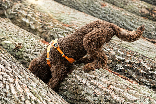 Hund auf der Suche