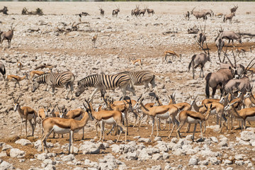 Large group of animals in Etosha national park, Africa.