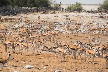 Fototapeta na wymiar Large group of impalas in the wild Africa.
