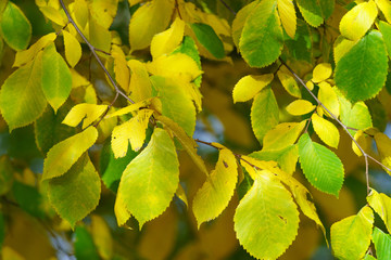 Photography of the bright golden elm lush foliage in sunny autumn day. Natural floral texture, backgrounds. The beauty of nature. Suitable for poster, postcards, touristic guides.