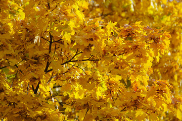 Photography of the bright golden maple lush foliage in sunny autumn day. Natural floral texture, backgrounds. The beauty of nature. Suitable for poster, postcards, touristic guides.