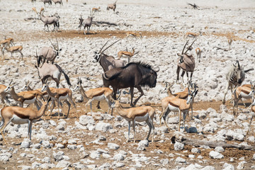 Wilderness of Africa.