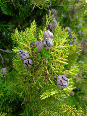 Golden Cypress cones clumps in autumn