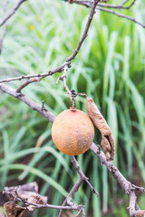 Dried lime dead in the garden.