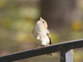 Photography of funny cute city sparrow in autumn day. Portrait of wild bird in the city park. 