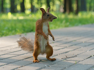 Écureuil drôle sur la route dans le parc lors d& 39 une journée ensoleillée. Un écureuil ressemble à un monstre. L& 39 écureuil se tenait sur ses pattes arrière. Angle inférieur. Elle veut se battre au corps à corps. Photo haute résolution.