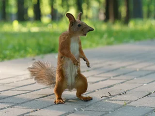 Foto op Plexiglas Funny squirrel on the road in park at a sunny day. A squirrel looks like monster. The squirrel stood on its hind legs. Bottom angle. She wants to fight in hand-to-hand combat. High resolution photo. © Yury and Tanya