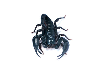 A large black scorpion on a white background.