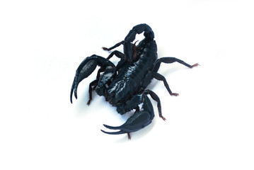 A large black scorpion on a white background.