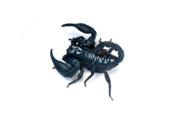 A large black scorpion on a white background.