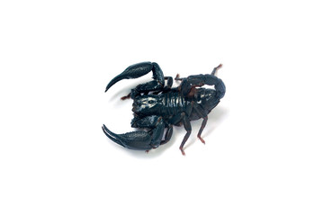 A large black scorpion on a white background.