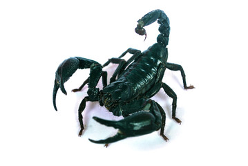 A large black scorpion on a white background.