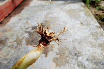 Planting lemongrass. Observing the roots of lemon grass.
