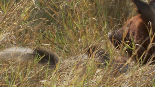 Close-up tracking shot of African wild dogs playing in the bush in Africa.