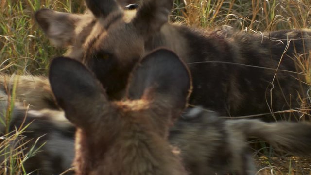Close-up of frisky African wild dogs playfighting while having bloody faces after eating.