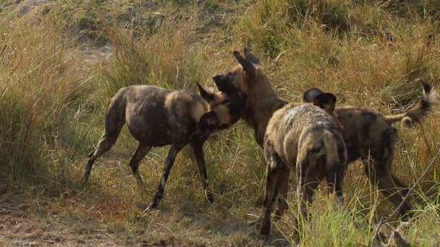 African wild dogs playing with each other and neck biting, mimicking a kill.