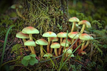 Grupo de setas en un bosque húmedo