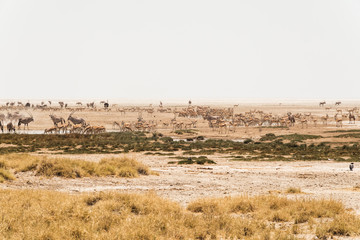 Large group of animals by waterhole in Namibia national reserve.