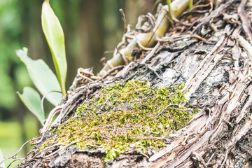 Moss on a tree in the forest.