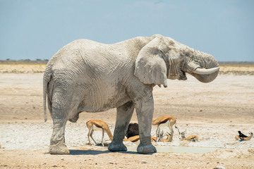 African elephant in Namibia national park.