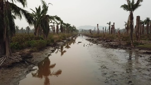 Fly over the river with dead oil palm trees at both side at Juru, Penang, Malaysia.