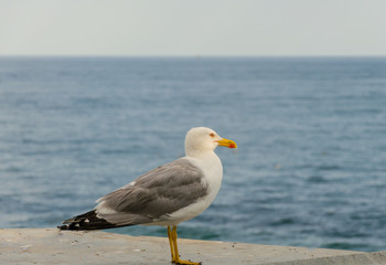 Fototapeta na wymiar Seagull on the parapet by the sea in summer.