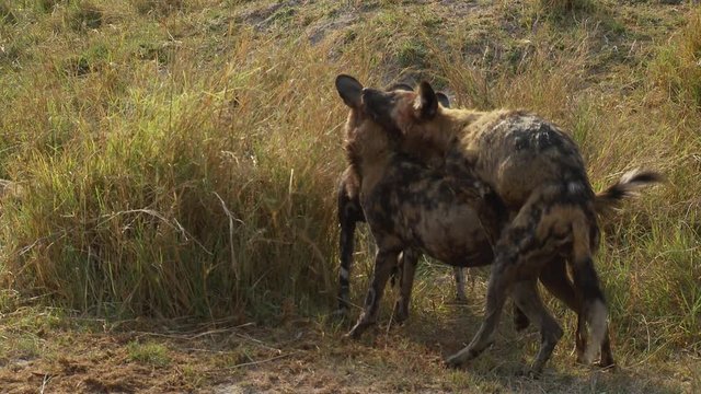 Wide shot of a pack of African wild dogs playing as one displays humping behavior.