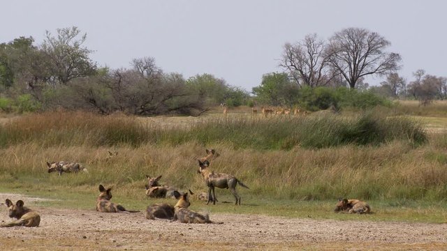 An injured African wild dog limps over to lay down with the pack.