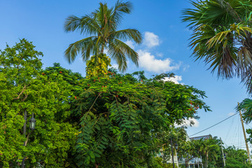 Beautiful combination of green tropical trees and plants on blue sky background. Gorgeous nature landscape backgrounds.