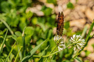 Nature