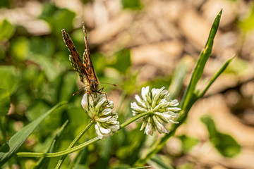 Nature