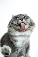 low angle bottom up view of a cute blue tabby maine coon cat licking creamy treat off glass pane...