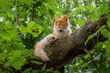 Orange long fur cat is sitting at tree brunch.