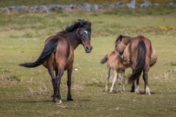 Obraz premium Mares and foal. Wild horses. Galicia, Spain.