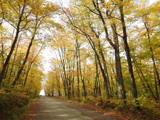  The maple road in autumn