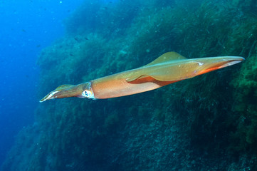 European Squid (Loligo vulgaris) in the Mediterranean Sea near Malta