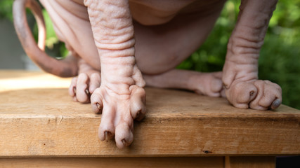 close up of hairless sphynx cat's paws on wooden stool