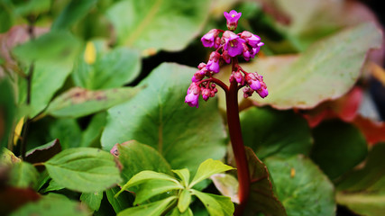 One single Bergenia flower, a genus of ten species of flowering plants in the family Saxifragaceae, native to central Asia, from Afghanistan to China and the Himalayan region.