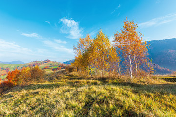birch trees on the meadow in mountains. beautiful autumn landscape. trees in lush yellow foliage. village on the distant hill. wonderful countryside scenery at sunrise. sunny weather